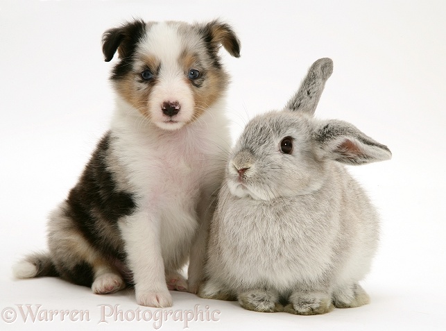 Tricolour Shetland Sheepdog pup with young silver Lop rabbit, white background