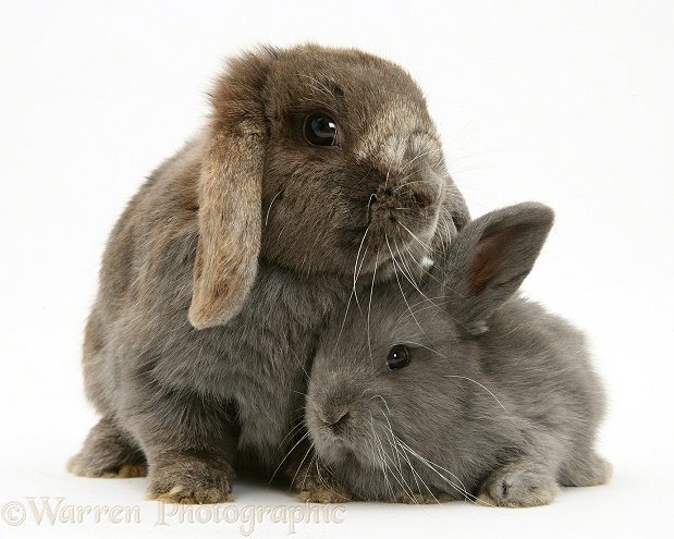 Grey mother and baby Lop Rabbits, white background
