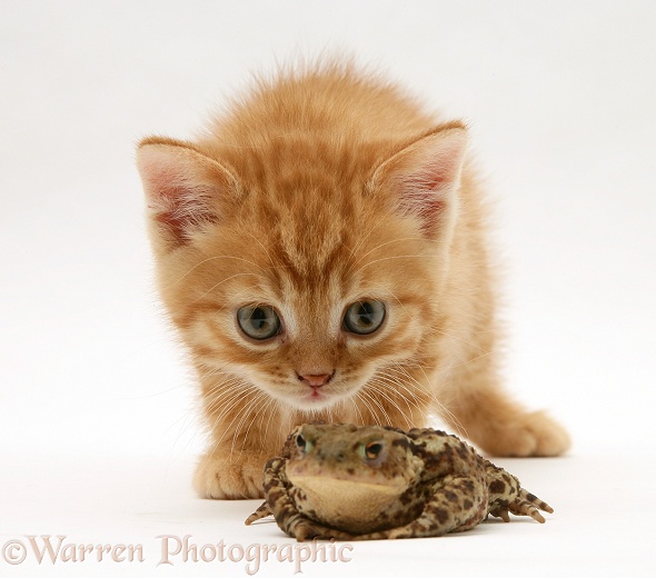 Ginger kitten and toad, white background