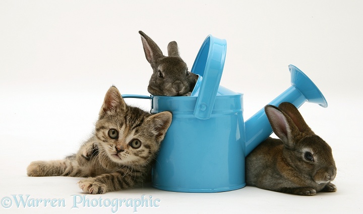 Tabby kitten with rabbits in a toy watering can, white background