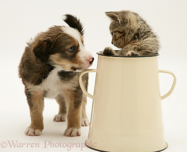 Border Collie pup with tabby kitten in an enamel metal pot, white background
