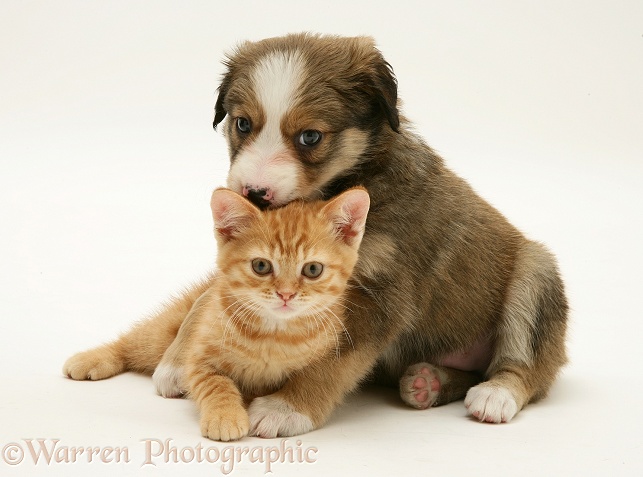Sable Border Collie pup and red spotted British Shorthair kitten, both 5 weeks old, white background