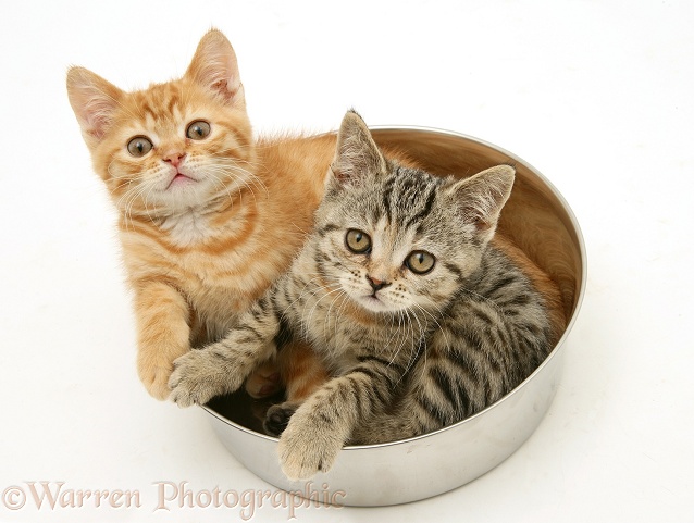 Ginger kitten and tabby kitten in a metal bowl, white background