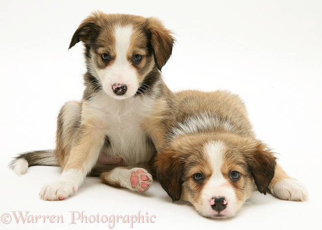 Sable Border Collie pups, white background