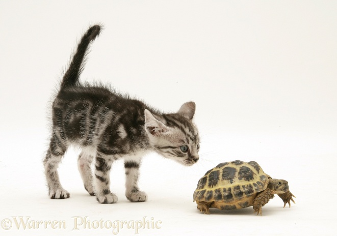 Silver tabby kitten inspecting a tortoise, white background