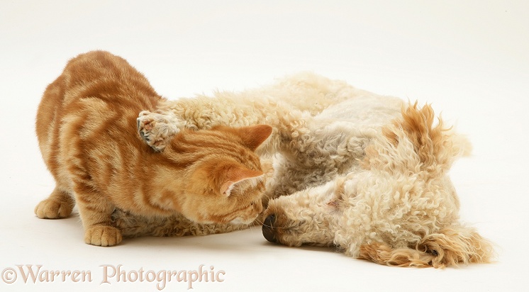 Apricot Poodle, Murphy, with ginger cat, white background