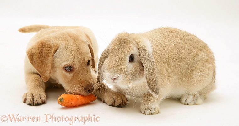 Yellow Retriever pup, Millie, and Sandy Lop rabbit. The puppy has stolen the rabbit's carrot, white background