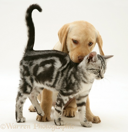 Yellow Labrador Retriever pup with silver tabby cat, white background