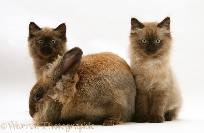 Chocolate Birman-cross kittens with chocolate Dwarf Lionhead rabbit, white background