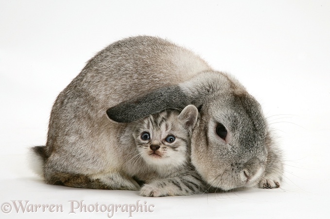 Silver Lop rabbit and silver tabby kitten, white background