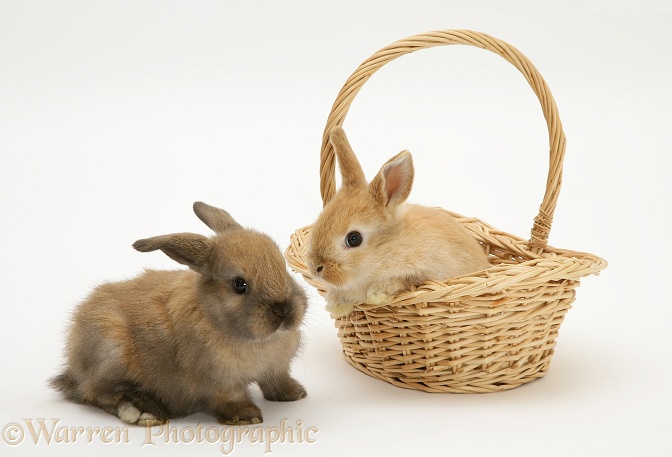 Baby rabbits. One in a wicker basket, white background