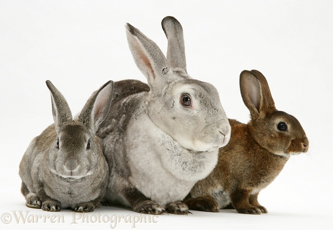 Rex rabbit Mother and two young rabbits, white background
