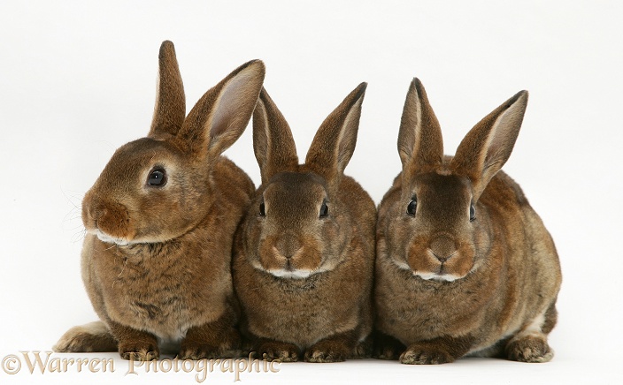 Three brown Rex rabbits, white background