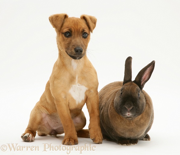 Jack Russell Terrier x Chihuahua puppy with sooty-fawn dwarf Rex rabbit, white background