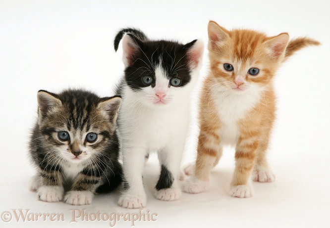 Three kittens, one tabby-and-white, one ginger and one black-and-white, white background