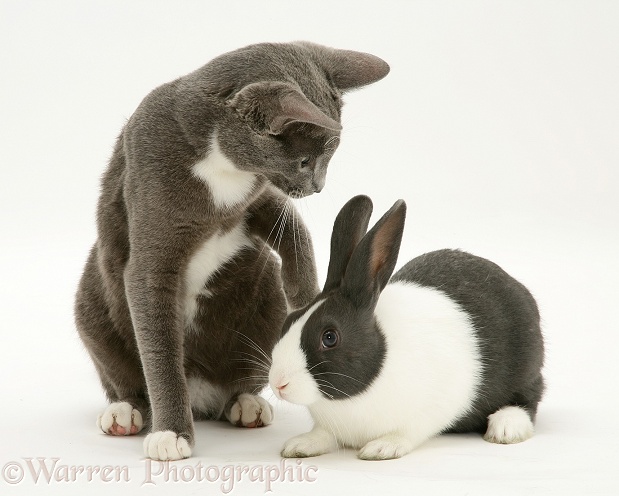 Blue-and-white Burmese-cross male cat, Levi, with blue Dutch rabbit, white background