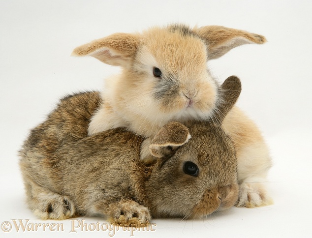 Baby sandy and agouti Lop rabbits, white background