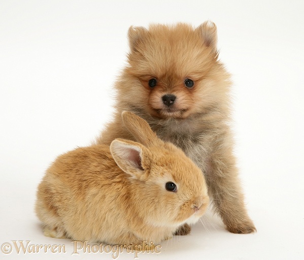 Pomeranian puppy with baby sandy Lop rabbit, white background