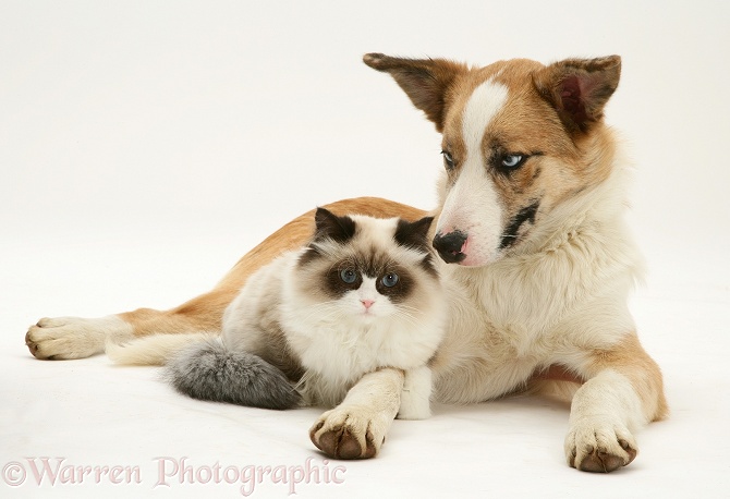 Bicolour colourpoint cat with red merle Border Collie, Zebedee, white background