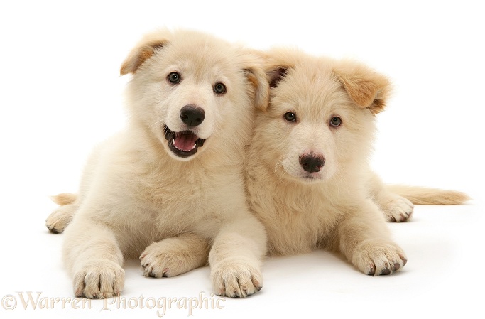 White German Shepherd Dog pups, white background
