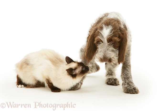 Seal-point Birman-cross cat meeting Brown Roan Spinone pup, Wilson, 12 weeks old, white background