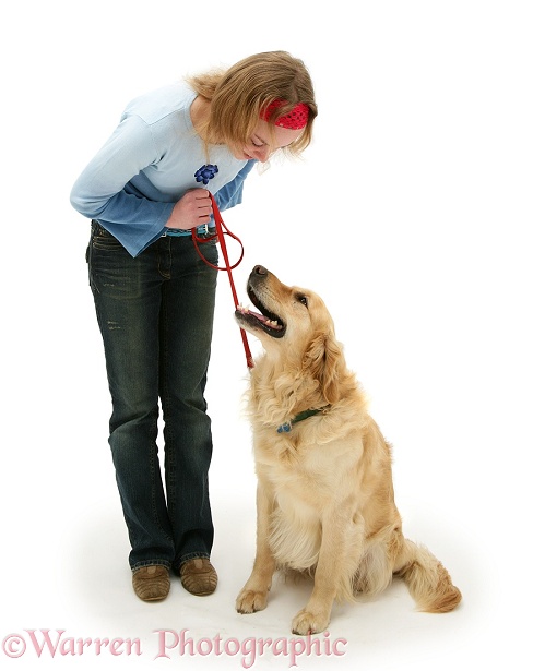 Golden Retriever, Barney, being trained a treat by Lille, white background