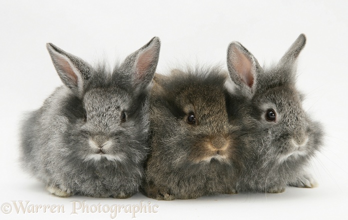 Baby silver and agouti Lionhead rabbits, white background