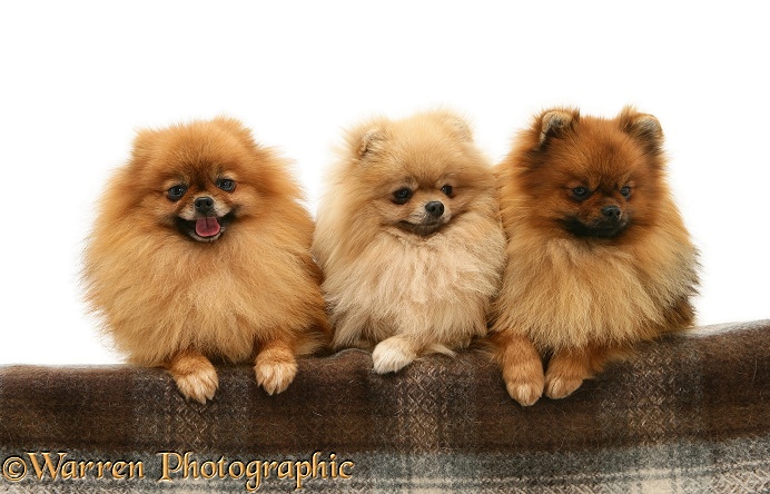 Three Pomeranians with paws over, white background