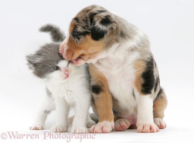 Border Collie pup and kitten, white background