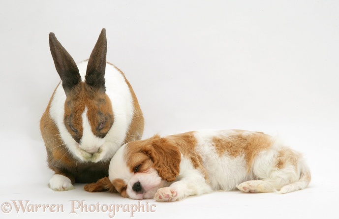 Cavalier King Charles Spaniel pup sleeping with fawn Dutch rabbit washing, white background