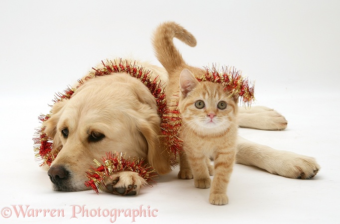 Golden Retriever Lola and Cream Spotted British Shorthair kitten draped with tinsel, white background