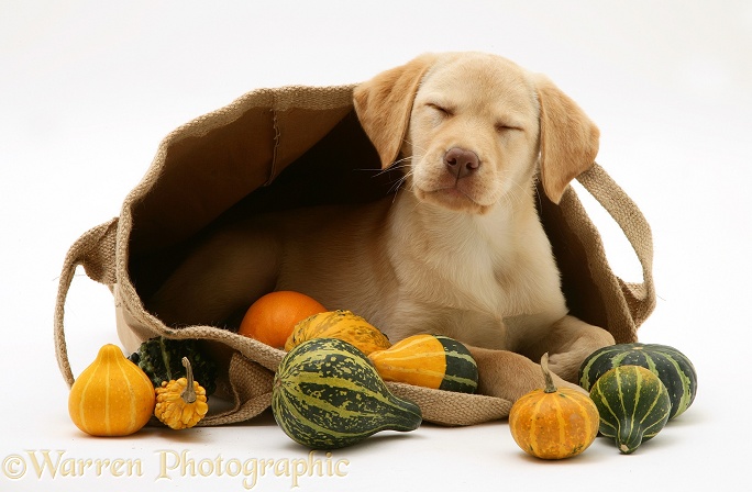 Sleepy Yellow Retriever in a bag of gourds, white background