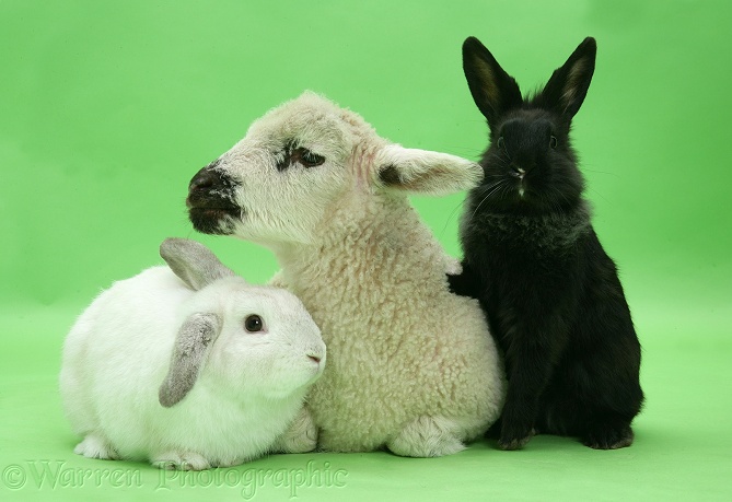 Lamb, white rabbit and black rabbit on green background