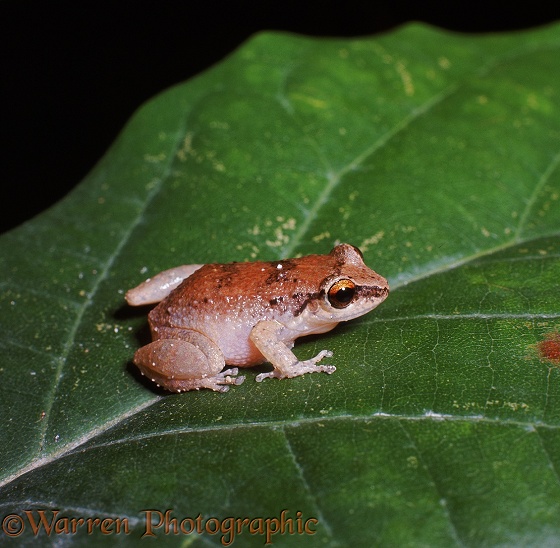 Whistling Frog (Eleutherodactylus johnstonei).  West Indies