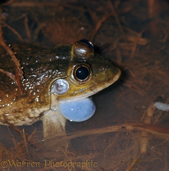Bullfrog (Dicroglossus occipitalis) male calling at night