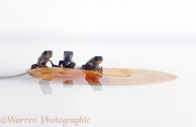 Newly-metamorphosed toadlets of Common Toad (Bufo bufo) resting on a floating leaf, white background