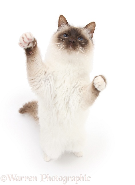 Birman cat, reaching up, white background