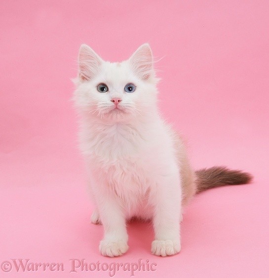 Birman x Ragdoll kitten, Willow, 3 months old, sitting on pink background