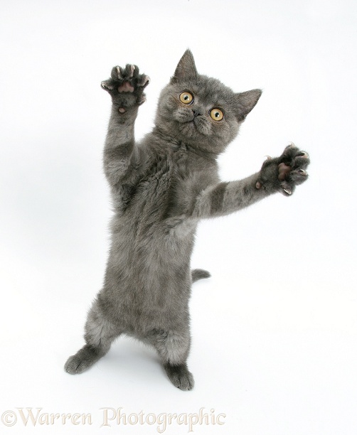 Grey kitten reaching out, white background