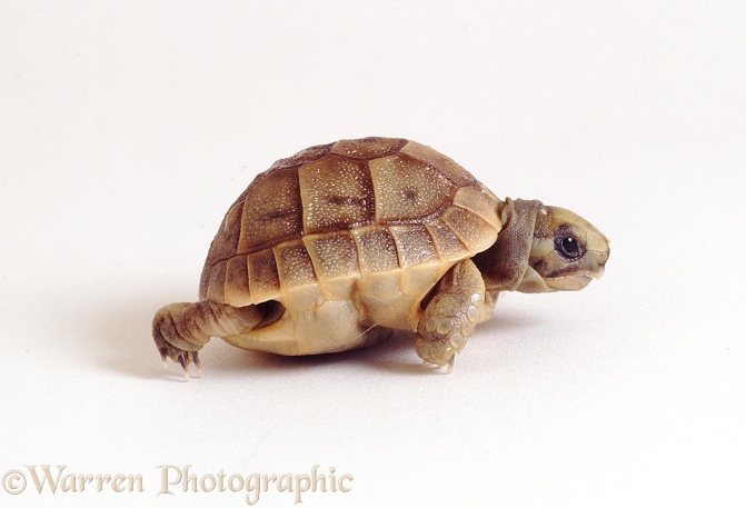 Spur-thighed Tortoise (Testudo graeca) newly-hatched from the egg (still soft-shelled and with folded plastron), white background