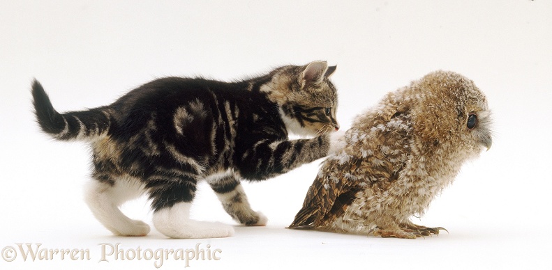 Kitten playing with Tawny Owl (Strix aluco) chick, white background