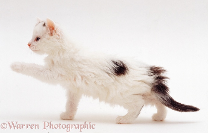 Black-and-white kitten, 7 weeks old, white background