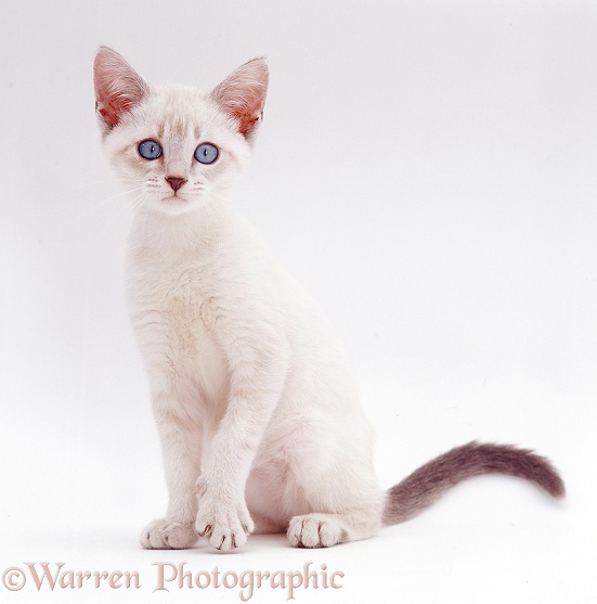 Pale colourpoint kitten, white background