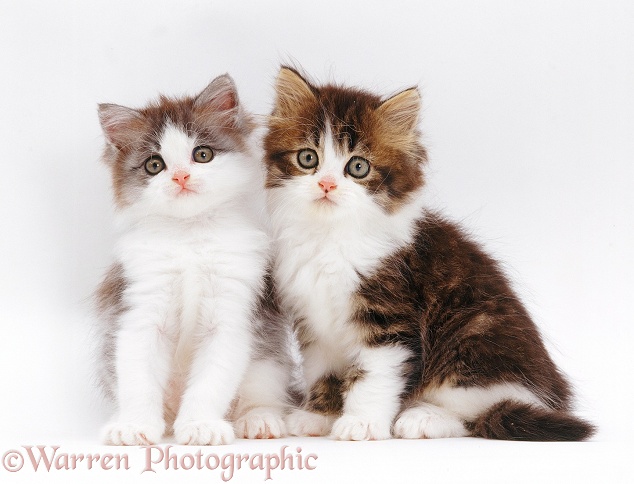 Two cute kittens, 5 weeks old, white background
