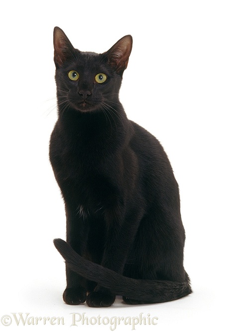 Black Oriental cat sitting, white background