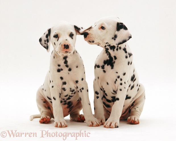 Two Dalmatian pups, white background
