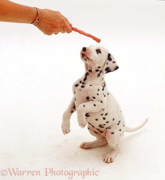 Dalmatian pup reaching for a chew, white background