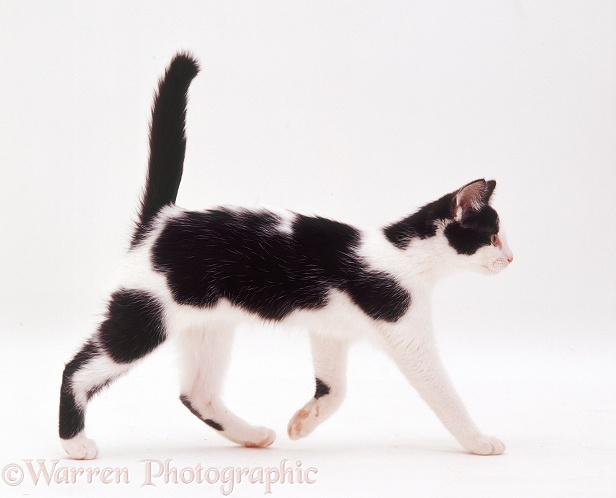 Black-and-white kitten, 8 weeks old, trotting profile, white background