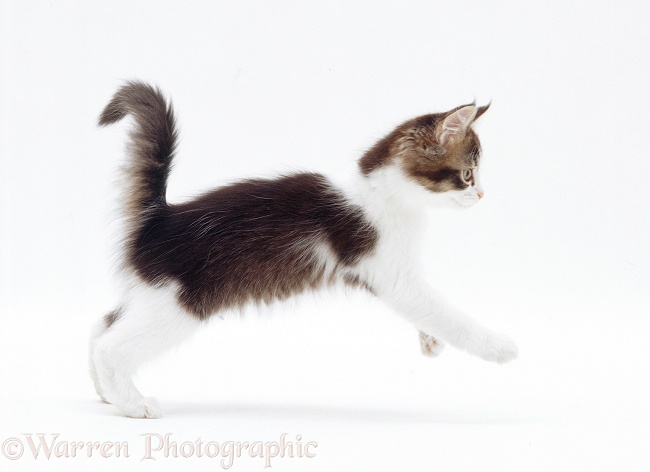 Brown-and-white kitten pouncing, white background