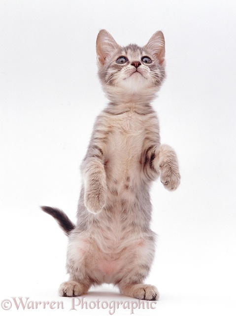 Silver tabby kitten standing up, white background